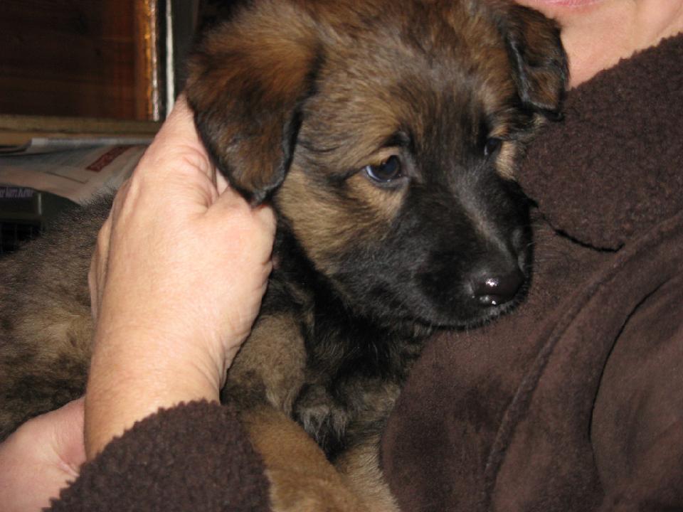 2009_01_16 bella_005.jpg - Als Bella noch in Dornbirn zu Hause war